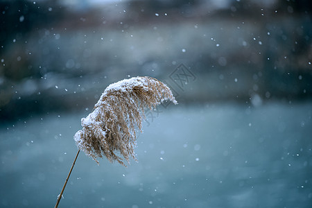 雪中芦苇背景图片