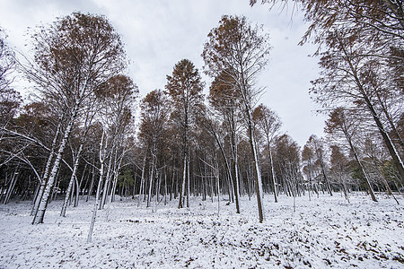 立春的雪景图片