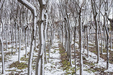 立春的雪景图片