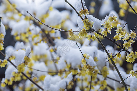 初春雪后的腊梅花图片