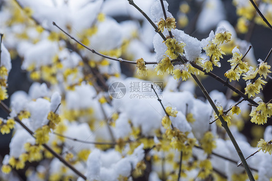 初春雪后的腊梅花图片