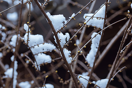 寒冬里的雪景背景图片