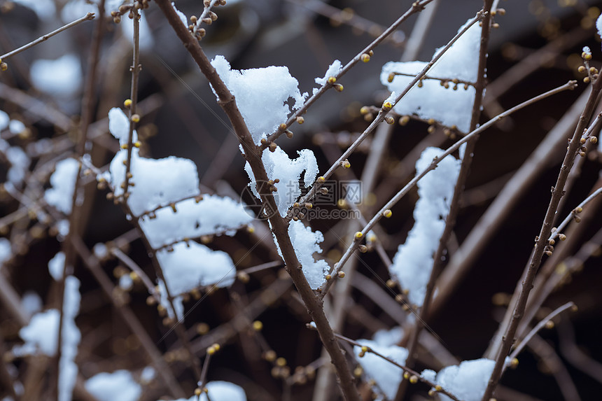 寒冬里的雪景图片