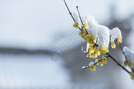 寒冬里下过雪的腊梅花背景图片