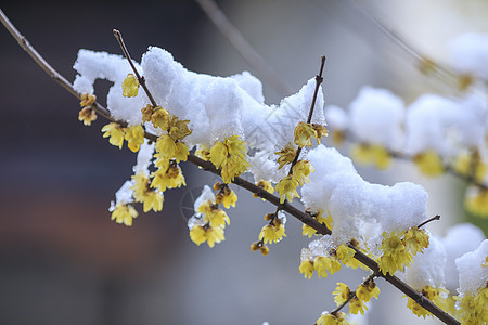 寒冬里下过雪的腊梅花图片