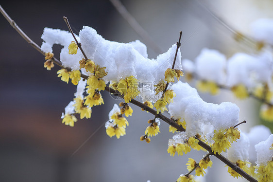 寒冬里下过雪的腊梅花图片