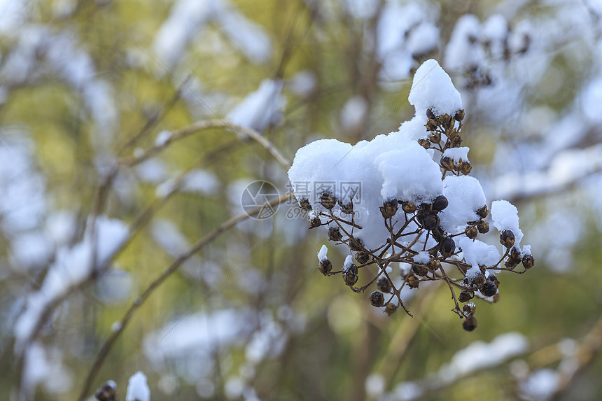 寒冬里的雪景图片