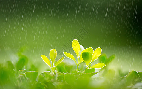 春天的雨水背景图片