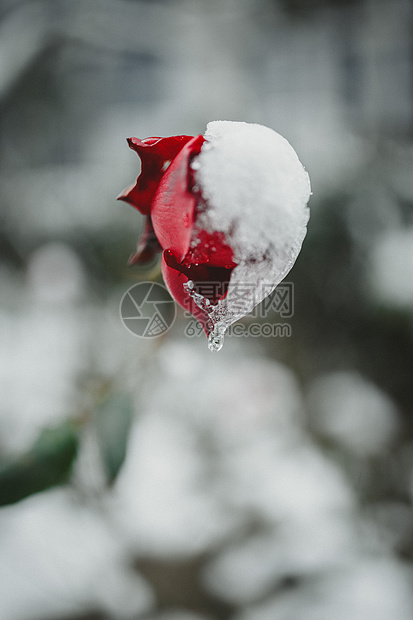 冬季里冰雪玫瑰花图片