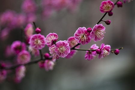 春天红色花红梅花开背景