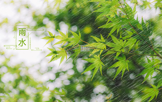 春天的雨水图片