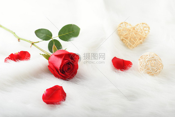 绒毛上鲜红的玫瑰花图片