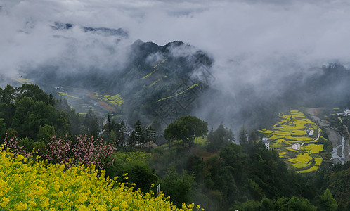 高端大气背景春季山谷中的云海油菜花田背景