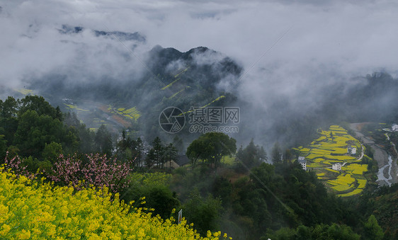 春季山谷中的云海油菜花田图片