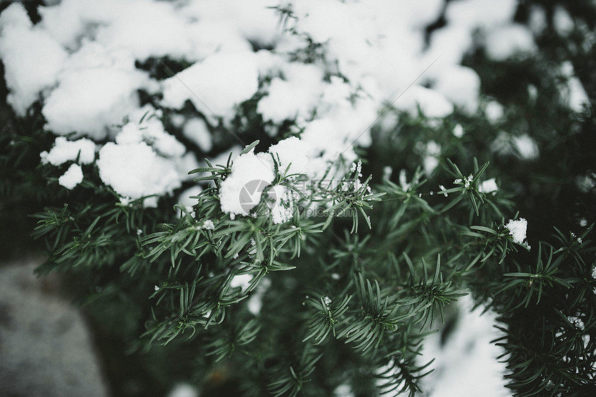 ‘~冬日松树上的积雪  ~’ 的图片