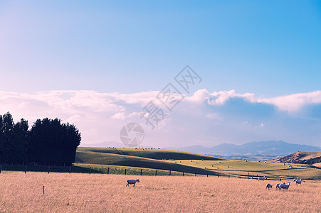 新西兰美景背景图片