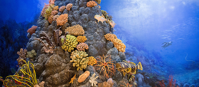 珊瑚礁静物图图片