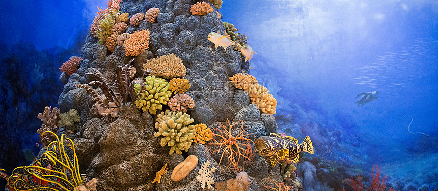 珊瑚礁静物图图片