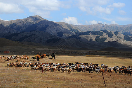 新疆赛里木湖湖畔草场放牧背景图片