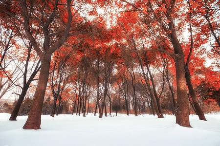 雪中红树林图片
