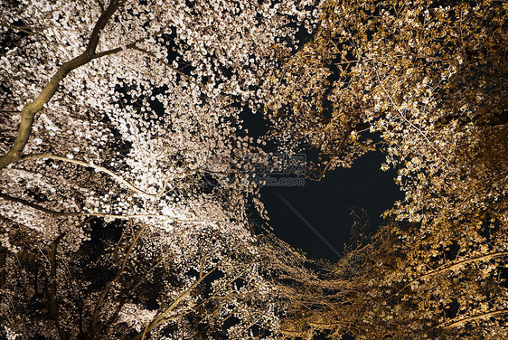 日本夜樱图片
