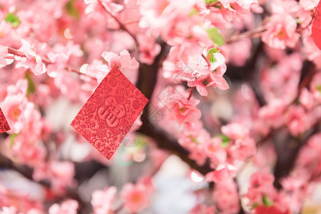 新年挂在桃树上的红包背景图片