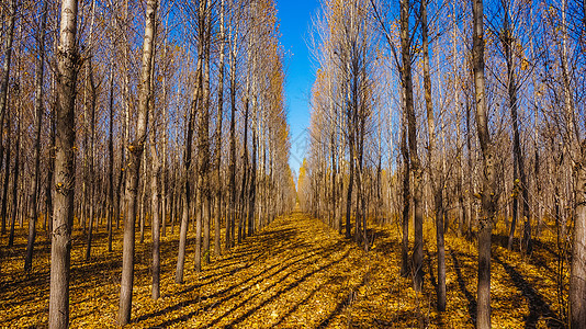内蒙古阿尔山森林风光图片