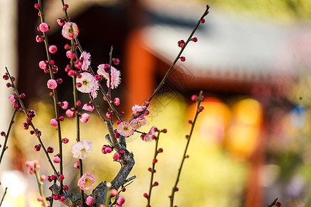 过年公园里的腊梅花背景图片