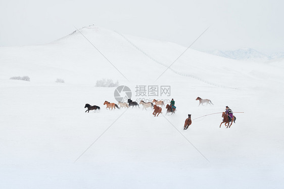 冬天雪地上的骏马图图片