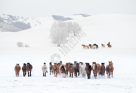 冬天雪地上的骏马图背景图片