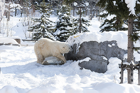 日本旭川动物园北极熊图片