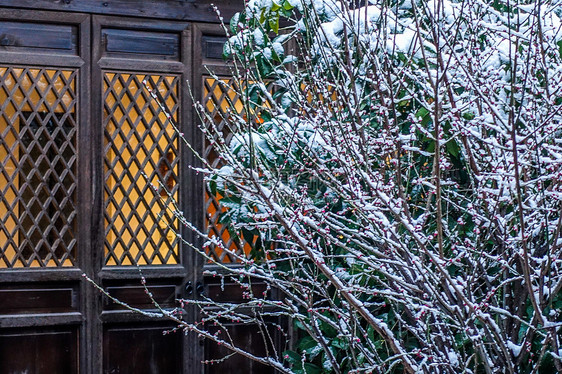 雪中梅花图片