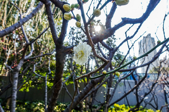 梅花蜡梅迎春图片