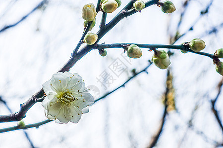 金梅迎春背景 金梅迎春摄影图片 金梅迎春壁纸 摄图网 金梅迎春背景 金梅迎春摄影图片 金梅迎春壁纸 摄图网