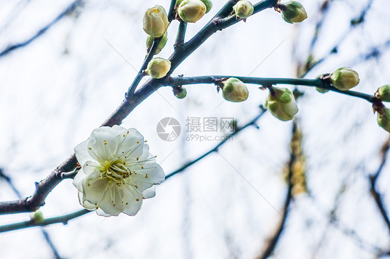 梅花蜡梅迎春图片