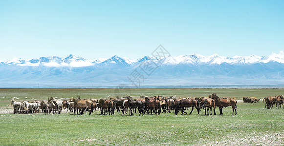 新疆雪山下的马群图片