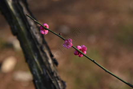 梅花背景图片