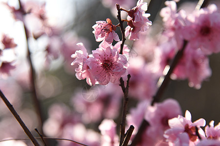 粉色樱花图片