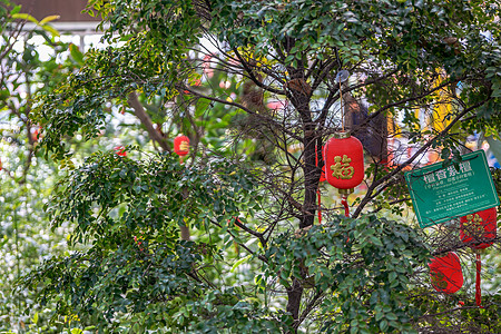 植物园里的年味儿灯笼背景图片