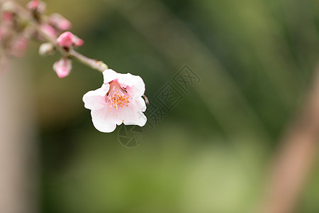 春天绽放的桃花背景图片