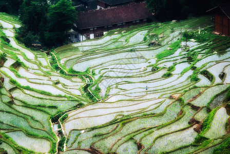 元阳梯田湖南紫鹊界梯田风光背景