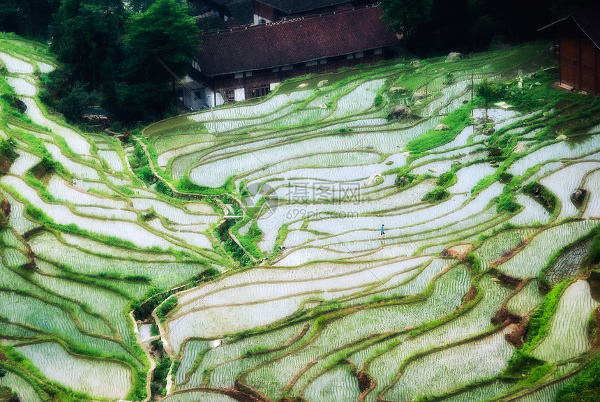 湖南紫鹊界梯田风光图片