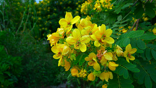 绿树红花黄槐决明花背景