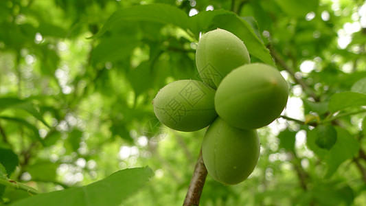枝头的绿杏背景图片