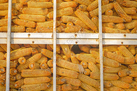 玉米仓库中国北方高清图片