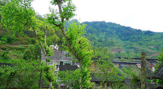 春到山村背景图片