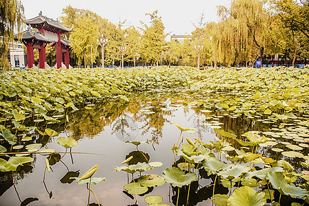 校门四川大学背景