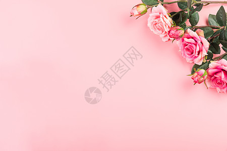 粉色鲜花留白背景图片