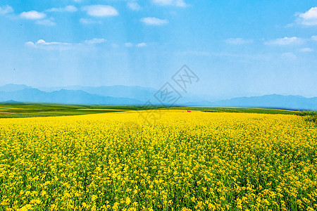 油菜花海 腾冲图片