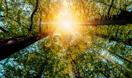 正午树林里的阳光图片
